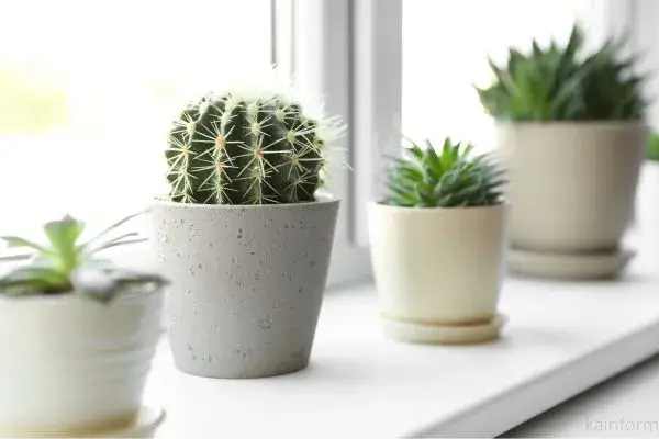 Cactos em Vasos Pequenos: Truques para Manter Saudáveis Dentro de Casa