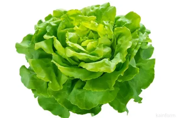 Hidratação Capilar de Couve: Descubra os 7 Benefícios Desse Tratamento Natural