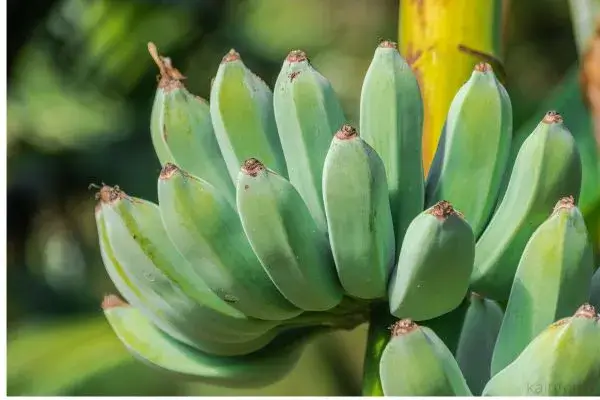 Hidratação de Banana para Cabelo: Descubra os Benefícios Desse Tratamento Natural