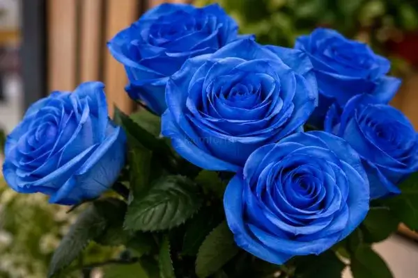 Rosas Azuis: Significado Real