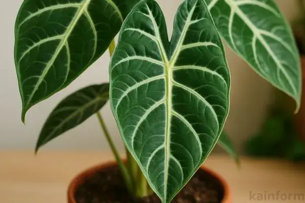 Cultivo e Cuidados com Alocasias: Mantendo Suas Alocasias Floridas