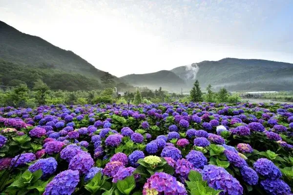 Hortênsias: Como Cultivar e Manter Florescendo