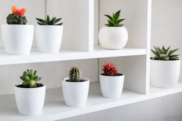 Como Cuidar de Suculentas: Guia Completo para Iniciantes