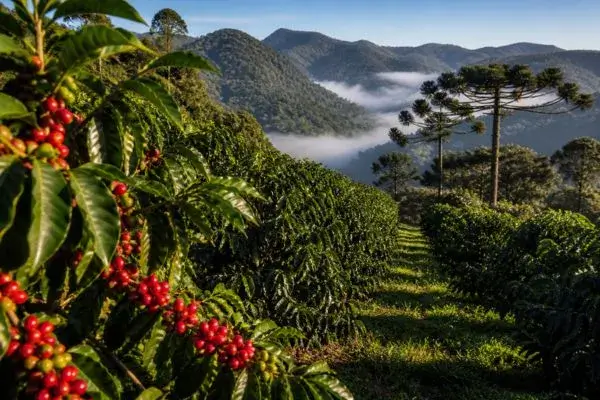 Dia Internacional do Café: História, Curiosidades e Como Cultivar em Casa