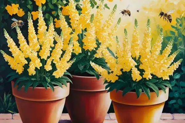 Como Cuidar de Lantana em Vaso
