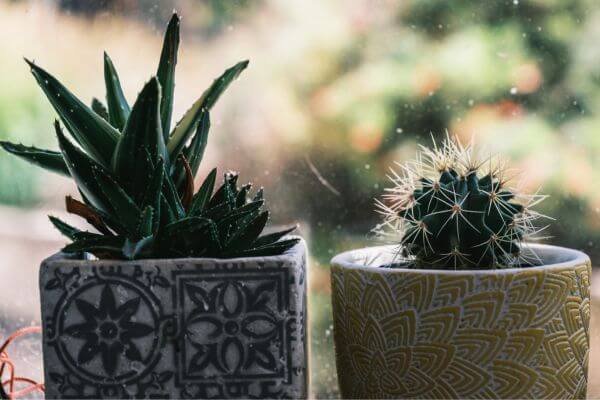 Como Usar Cacto na Decoração para Transformar Seus Espaços com Estilo e Praticidade