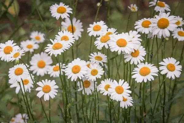 Como Cultivar Margaridas no Seu Jardim
