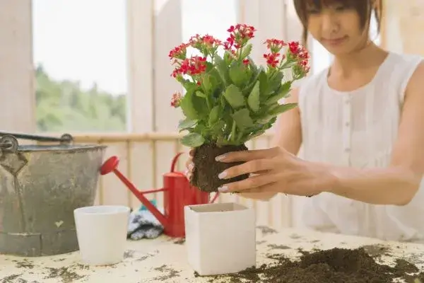 Utensílios para Jardinagem Iniciante