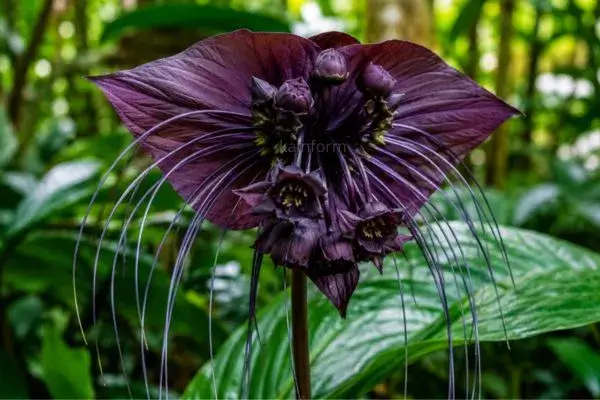 15 Plantas Raras que Pouca Gente Conhece e São Lindíssimas