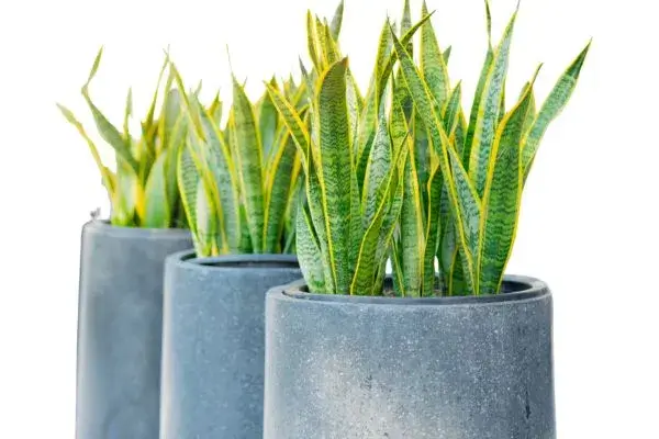 Espada-de-são-jorge: descubra como cultivar e usar sua energia de proteção e purificação