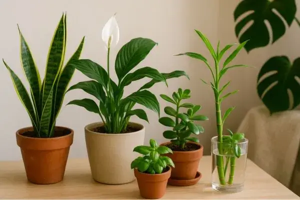 Plantas para atrair sorte e dinheiro: veja as melhores opções