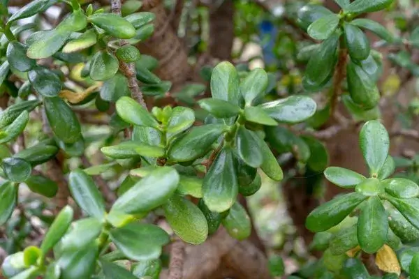 Plantas que atraem boas energias e renovam sua casa