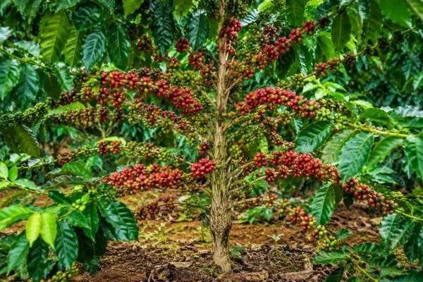 Dia Nacional do Café