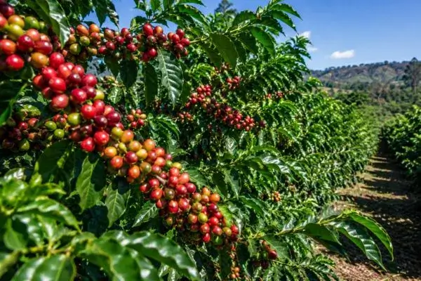 Café Robusta: Conheça as Diferenças, Benefícios e Como Escolher o Melhor Café